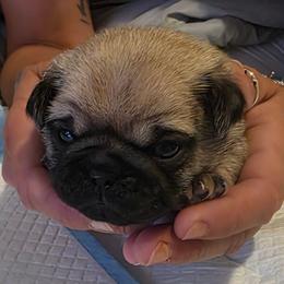 Rosie-Purple Collar - Fawn female Pug puppy in New Braunfels, Texas from Kex Pug Haus