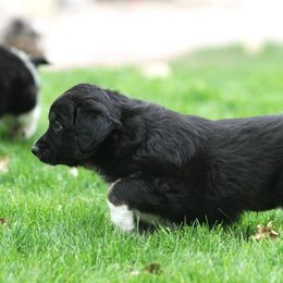 Australian Shepherd Puppies from Diamond C Aussies