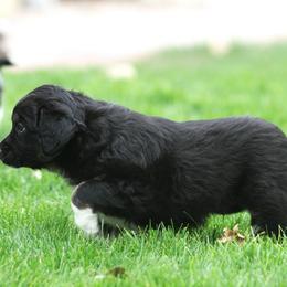 Australian Shepherd Puppies from Diamond C Aussies