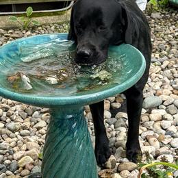 Hank - Black male Labrador Retriever puppy in Angola, Indiana from Reniers Labrador Retrievers