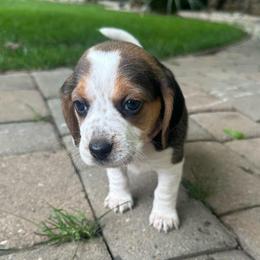Uno (was 1st born) - Black white and tan female Beagle puppy in Sacramento, California from Alton Beagles