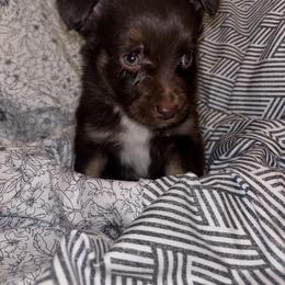 Toy Australian Shepherd Puppies from Carlsbad Toy Aussies