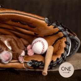 Australian Labradoodle Puppies from Swinging Gate Labradoodles