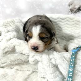 Tally - Blue merle female Australian Shepherd puppy in Vail, Iowa from Homegrown Huskies