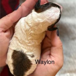 Waylon - Sable male Poodle puppy in Ardmore, Oklahoma from The Poodles of Green Acres