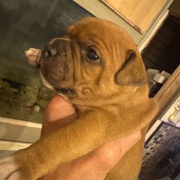 Ozzy - Red male Staffordshire Bull Terrier puppy in Port Saint Lucie, Florida from Southern Staffies