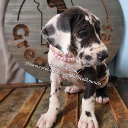 Pink Collar - Harlequin female Great Dane puppy in Alton, Illinois from Show Me Great Danes and Basset Hounds