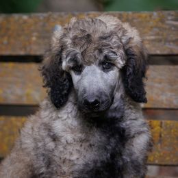 Poodle Puppies from Mystic Moon Poodles