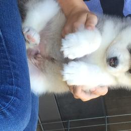 Alaskan Malamute Puppies from Jennifer Corr