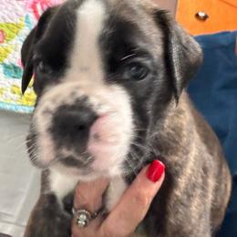 Ruby - Brindle female Boxer puppy in Bethel Park, Pennsylvania from Goodfella Boxers