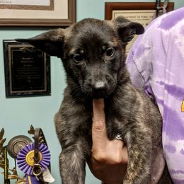 Dutch Shepherd Puppies from Prospect