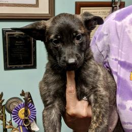Dutch Shepherd Puppies from Prospect