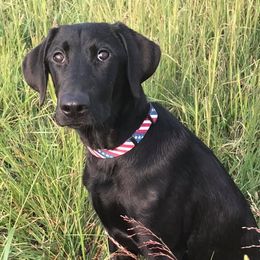 Labrador Retrievers from Valedictorian Retrievers