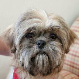 Lukas ✨️ - Shih Tzu