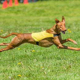 Echo - Pharaoh Hound