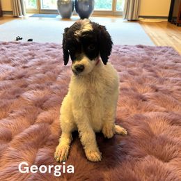 Georgia - Parti female Poodle puppy in Washington, Pennsylvania from Patriotic Poodles