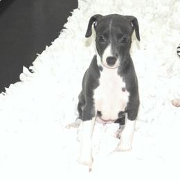 Milania Female 2 - Blue female Italian Greyhound puppy in Sparta Tn And Caryville Fl, Tennessee from Summerwind Kennel
