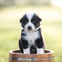 American Corgi, Australian Shepherd, and Pembroke Welsh Corgi Puppies from Clover S Farm