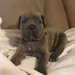 Black - Gray brindle male Cane Corso puppy in Opelousas, Louisiana from Azelees Cane Corso
