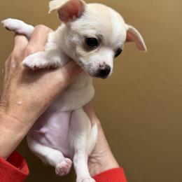 Gary - Cream and white male Chihuahua puppy in Amity, Pennsylvania from Rhoda and Verna
