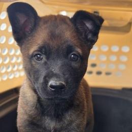 Sugar - Fawn female Belgian Malinois puppy in Andersonville, Tennessee from Working W Kennels