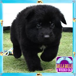 Blue Belle sweet charming - Black female German Shepherd puppy in Murrieta, California from Diamond Oaks German Shepherds