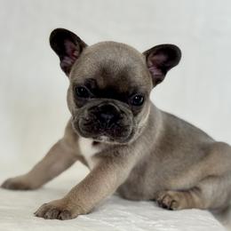 Girl 1 - Blue fawn female French Bulldog puppy in Walnut, California from Flores Frenchies