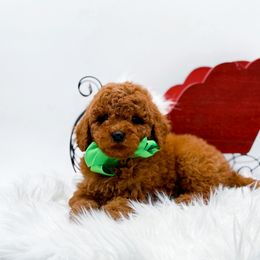 Nick - Red  male Goldendoodle puppy in North Carolina from NC Doodle Puppies