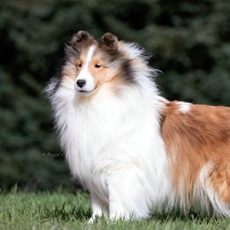 Mr. - Shetland Sheepdog puppy in Elk, Washington from Asgard Shetland Sheepdogs