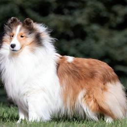 Mr. - Shetland Sheepdog puppy in Elk, Washington from Asgard Shetland Sheepdogs