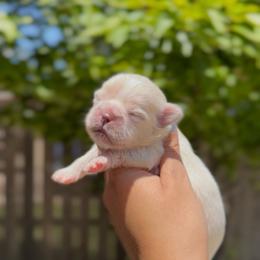 Pearlescent Oyster - White male Shih Tzu puppy in Cedar Hill, Texas from Puppy Paper House
