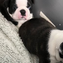 Boston Terriers from Tharps Boston Terriers