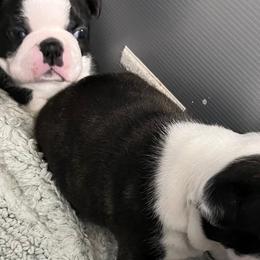 Boston Terriers from Tharps Boston Terriers