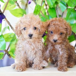 Buttercup - Apricot female Poodle puppy in Santa Clarita, California from Hollywood Mini Pets