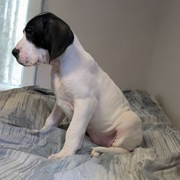 Larissa - Black and white female Great Dane puppy in Bay City, Michigan from Monarch Danes