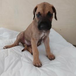 Pluto - Fawn male Great Dane puppy in Marshall, Michigan from Dream K9