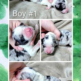 Australian Shepherd and Great Dane Puppies from AEW Farm
