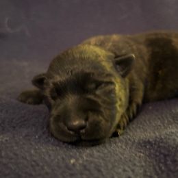 Black- brindle female - Black brindle female Scottish Terrier puppy in Acworth, Georgia from English Cream Goldens in Georgia