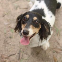Jane - Dachshund