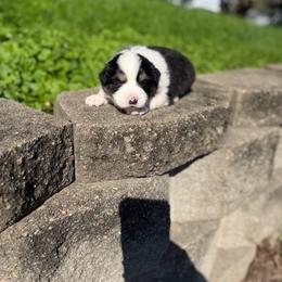 Blaze - Tri-color male Border Collie puppy in Lewis, Iowa from 4Ransom Ranch
