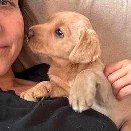 Hazel - Yellow male Labrador Retriever puppy in Mission Viejo, California from Loving Puppy House