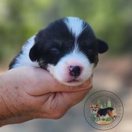 Marina - Black and white female American Corgi puppy in Cameron, North Carolina from Butts Family Corgis