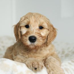 Orange - Apricot male Australian Labradoodle puppy in Williamstown, New York from Lewis Manor Labradoodles