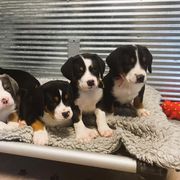 German Shorthaired Pointer and Greater Swiss Mountain Dog Puppies from Suma Kennels