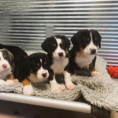 German Shorthaired Pointer and Greater Swiss Mountain Dog Puppies from Suma Kennels