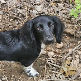 Vixen - Dachshund