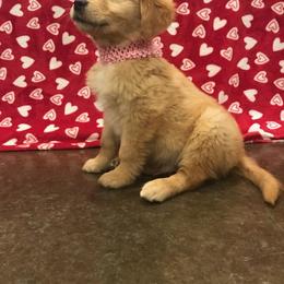 Golden Retriever Puppies from tallpinegoldens@gmail.com