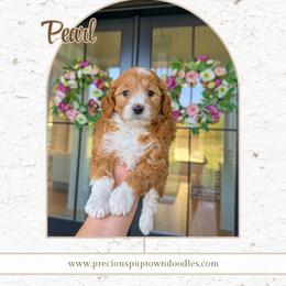 Pearl - Red  female Goldendoodle puppy in Bell Buckle, Tennessee from Precious Puptown Doodles