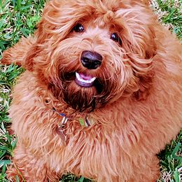 Australian Labradoodles from Noble FUR Labradoodles