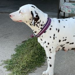 Aniyah - Dalmatian
